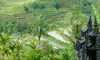 Bali Bali